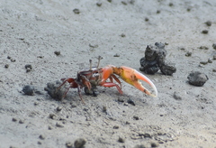 Austruca annulipes image