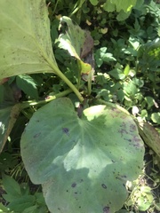 Bergenia crassifolia
