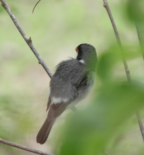 White-throated Seedeater