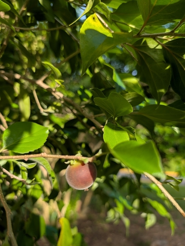 Dovyalis hebecarpa observed 2026-05-29