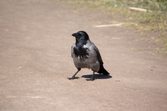Corvus cornix