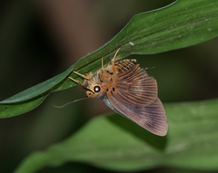 Bibasis harisa harisa
