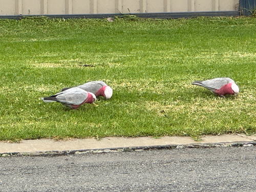 Galah