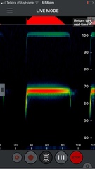 Rhinolophus megaphyllus