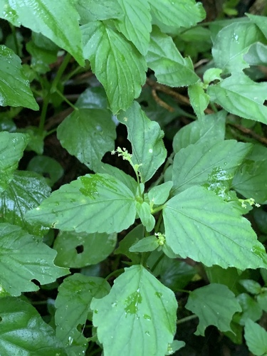 Leidesia procumbens