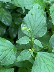 Leidesia procumbens
