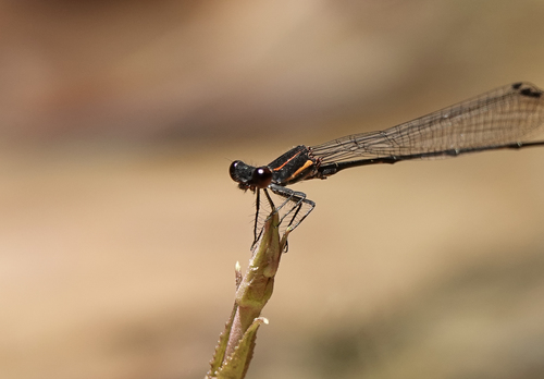 Photo of Red-striped Black Bambootail (Prodasineura verticalis)