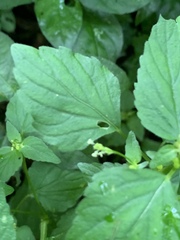 Leidesia procumbens