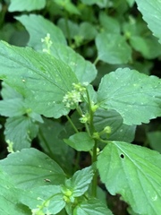 Leidesia procumbens