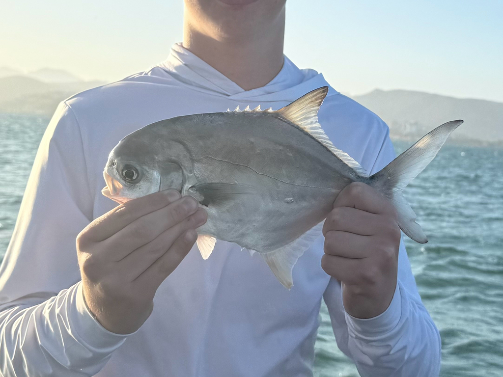 Paloma pompano (Trachinotus paitensis) — Carangidae