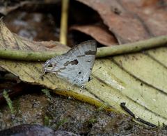 Hypolycaena othona