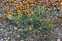 Astragalus alpinus