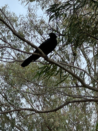 White-winged Chough