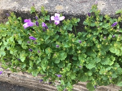 Campanula poscharskyana