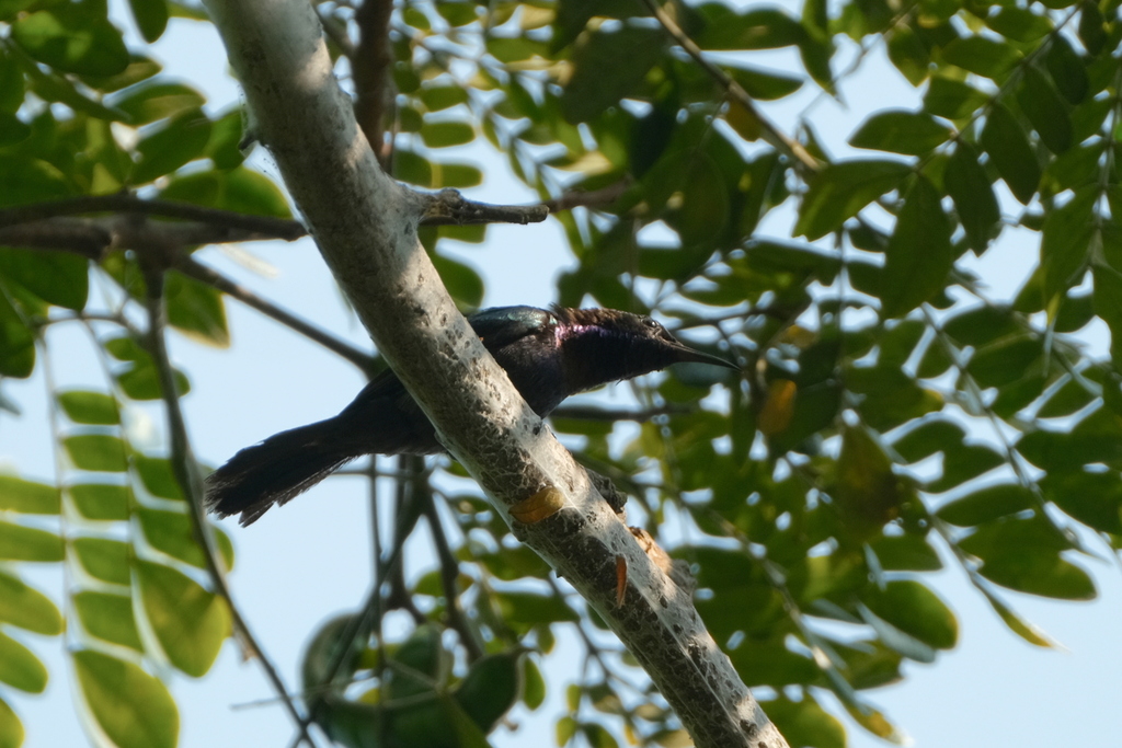 Burung-madu bakau (Leptocoma calcostetha)