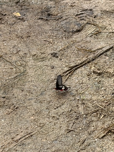 Common Rose Swallowtail