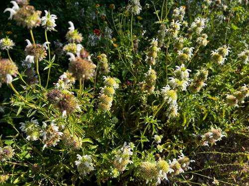 Monarda fruticulosa, photograph 5