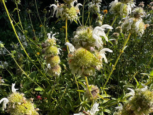 Monarda fruticulosa, photograph 4