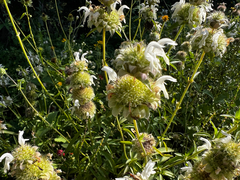 (c) Clifton Ladd, C.W.B., some rights reserved (CC BY) Monarda fruticulosa, photograph (c) Clifton Ladd, C.W.B., some rights reserved (CC BY)