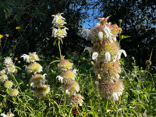 Monarda fruticulosa, photograph 3