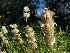 (c) Clifton Ladd, C.W.B., some rights reserved (CC BY) Monarda fruticulosa, photograph (c) Clifton Ladd, C.W.B., some rights reserved (CC BY)