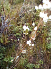 Gentianella montana montana