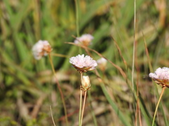 Armeria macrophylla