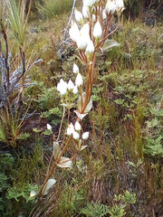 Gentianella montana montana