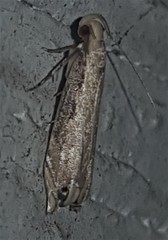 Idiophantis chiridota