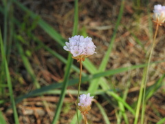 Armeria macrophylla