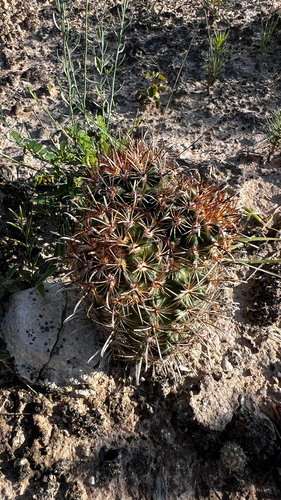 Sclerocactus scheerii