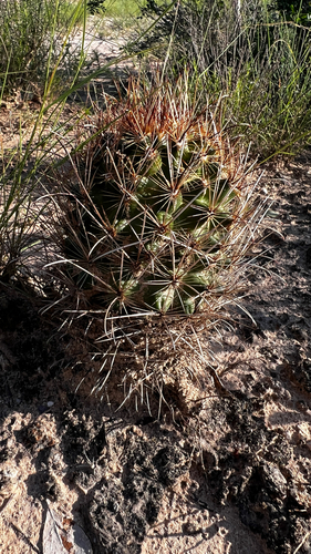 Sclerocactus scheerii
