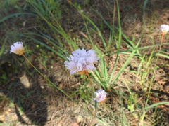 Armeria macrophylla