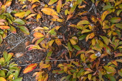 Salix sphenophylla