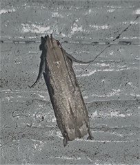 Idiophantis chiridota