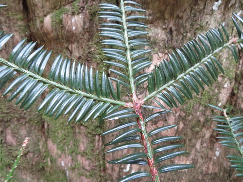 Torreya nucifera iNat (2)