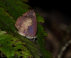 Arhopala perimuta