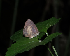 Arhopala perimuta
