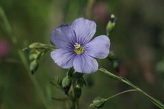 Linum amurense