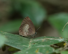Arhopala perimuta