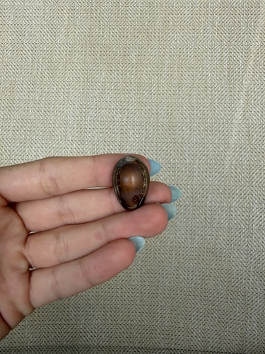 Monetaria caputserpentis observed 2026-06-18