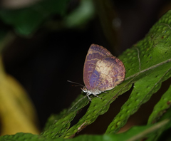 Arhopala perimuta