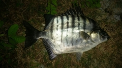 Selenotoca multifasciata