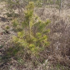 Pinus sylvestris