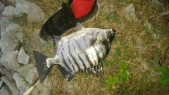 Selenotoca multifasciata