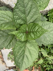 Clerodendrum bungei