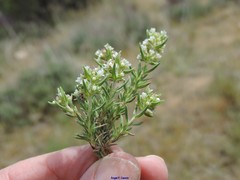 Thymus zygis