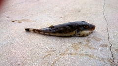 Sphoeroides spengleri