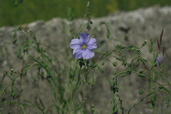 Linum amurense