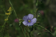 Linum amurense